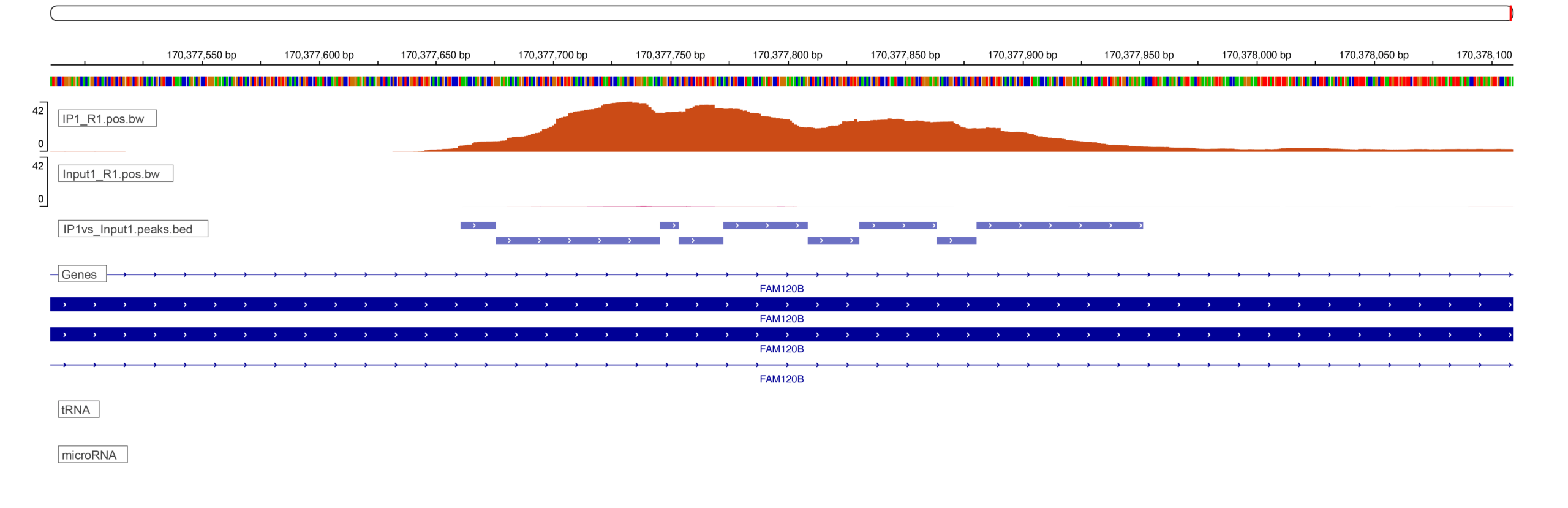 IGV screenshot showing a peak of protein binding in FAM120B