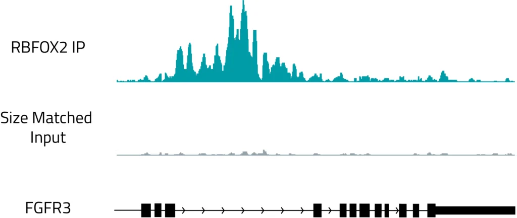 Browser track showing protein RBFOX2 binding in an intron.