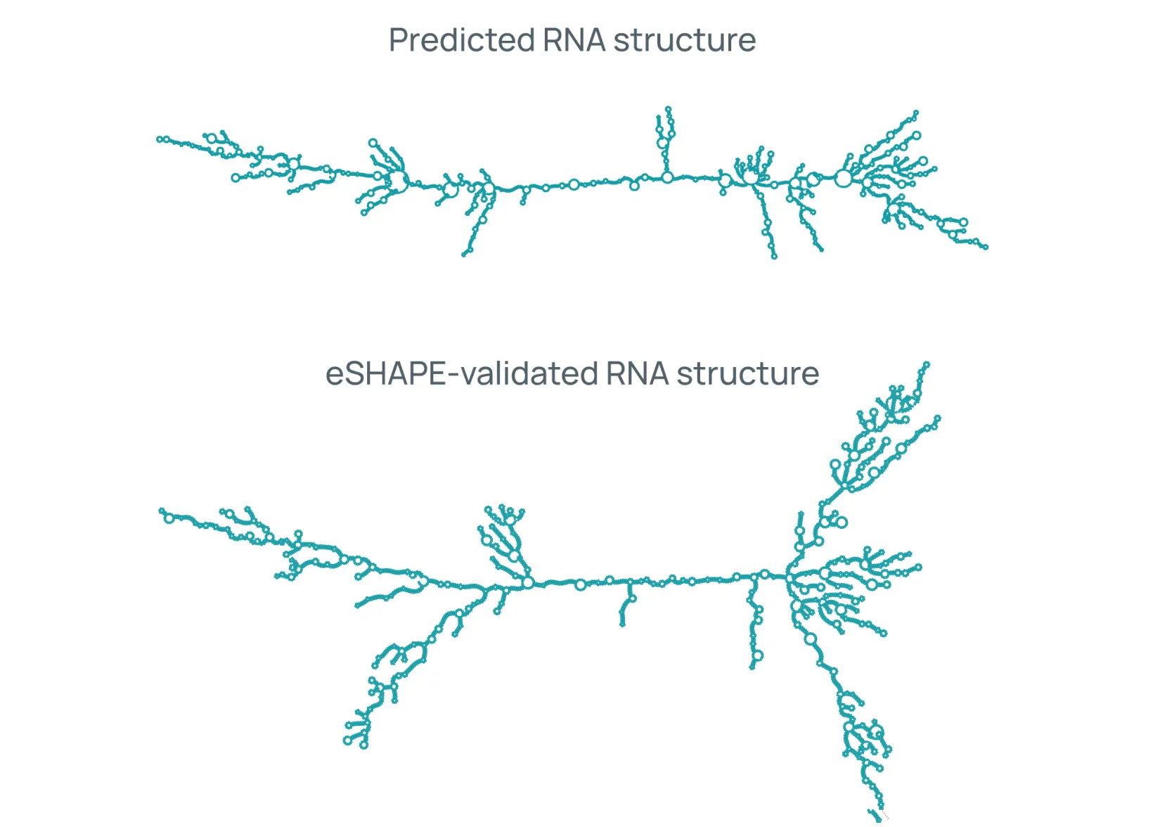 RNA secondary structure