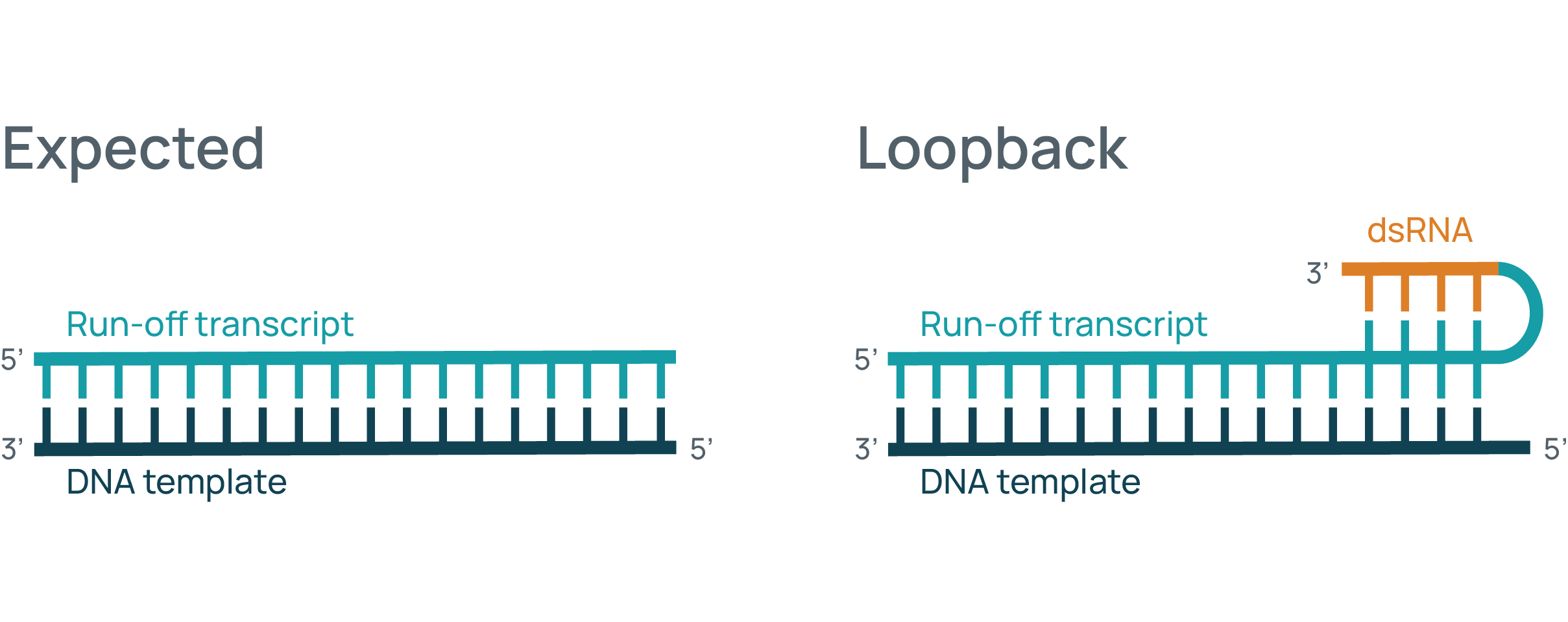 Cartoon showing expected IVT transcription and loopback leading to dsRNA generation