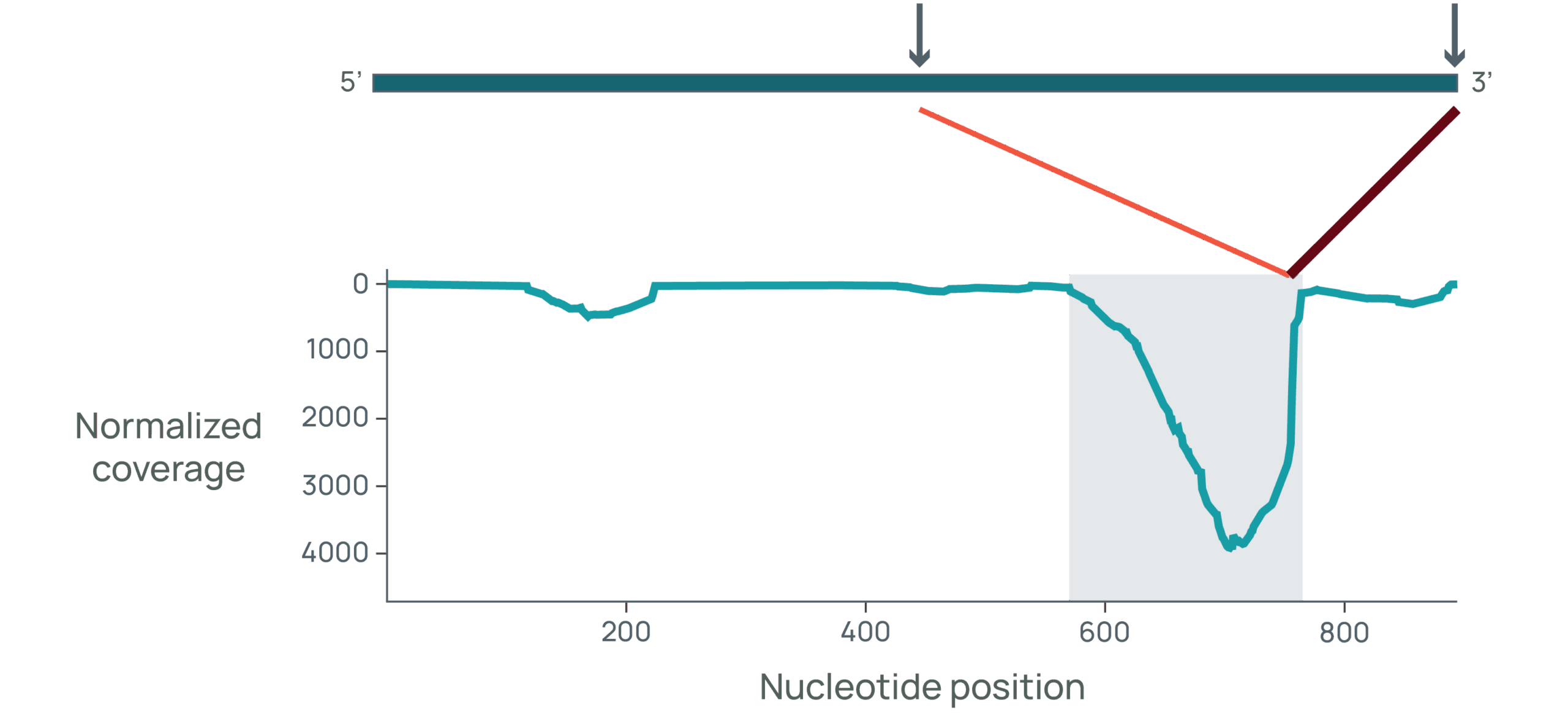 dsRNA source identification