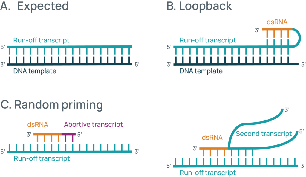 Cartoon showing how dsRNA can be generated through loopback or random priming