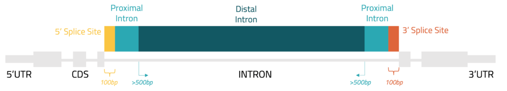 Cartoon schematic of different gene features including introns and UTRs.