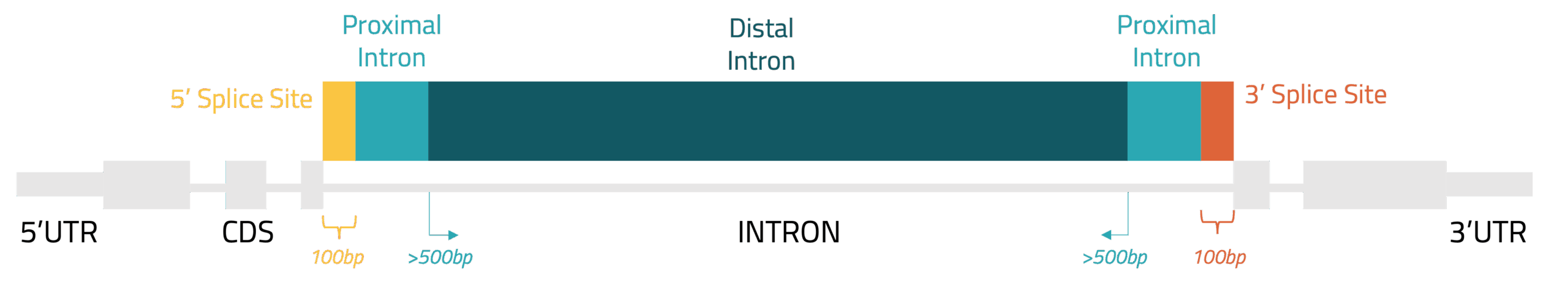 Cartoon schematic of different gene features including introns and UTRs.