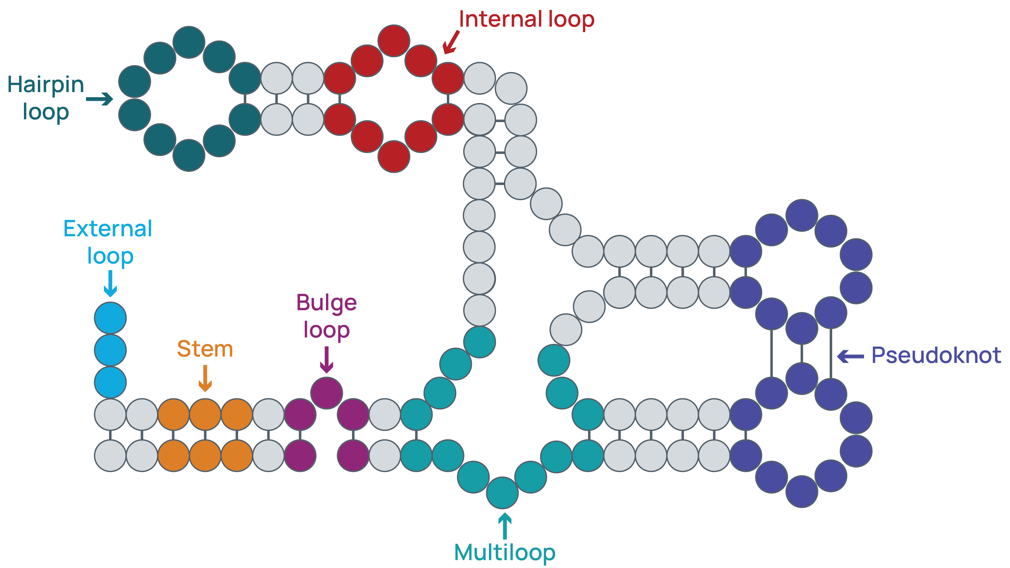 Cartoon showing the different types of RNA secondary structures such as loops and stems