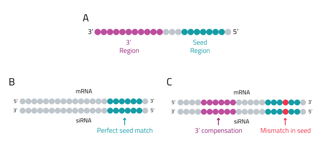 Cartoon schematic showing the different regions of an siRNA and how siRNAs can have off-target binding.