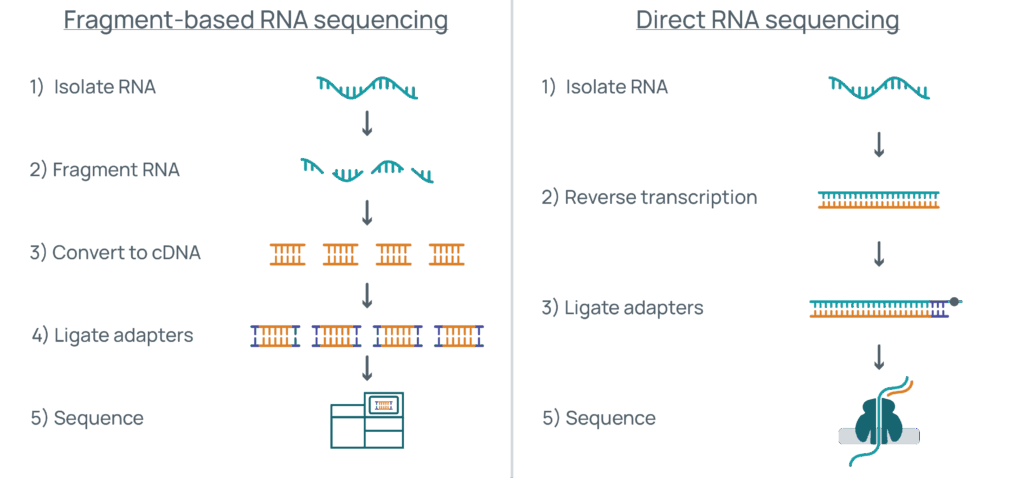 Comparison of fragment-based versus direct RNA sequencing