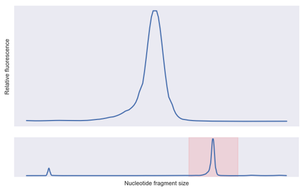 expression curve right after synthesis