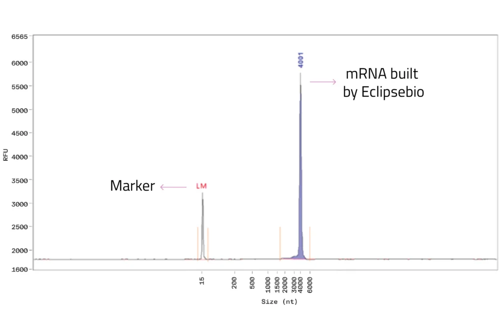 Example of a CGE analysis of an Eclipsebio manufactured RNA