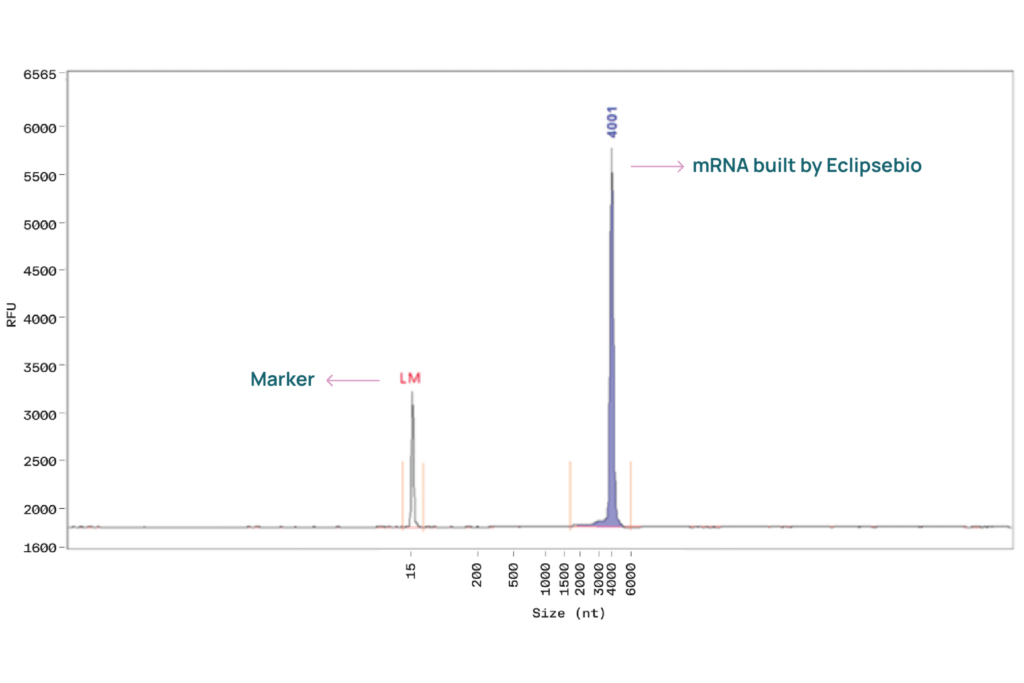 Fragment analyzer trace of an RNA produced by Eclipsebio
