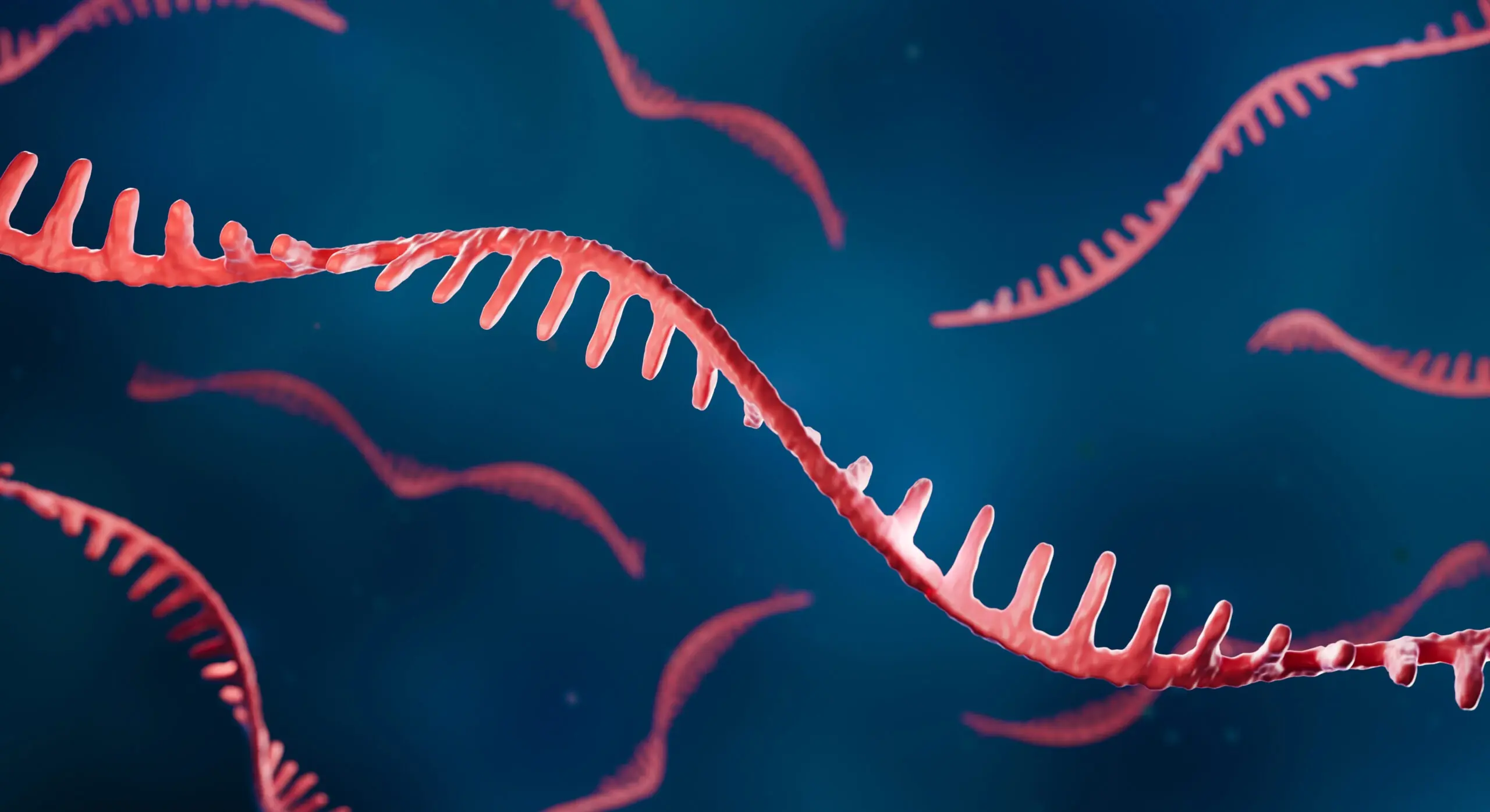strands of red RNA